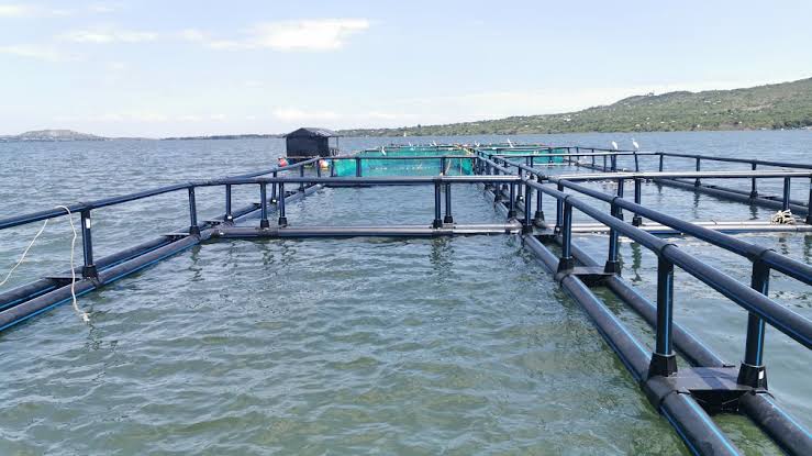 Global Tilapia